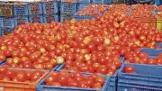 Tomato Prices Soar 300% as Rains Wreck Supply; Onion Rates Plunge