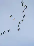 Top 5 Migratory Bird Hotspots in India to Visit This Winter