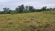 Torrential Rains Wreak Havoc in South Gujarat: Valsad Paddy Farmers Face Catastrophic Losses