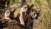 Tragedy Strikes Karnataka: Three Tiger Cubs Found Dead in BRT Reserve, CID Probe Ordered