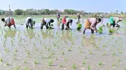 Tungabhadra Dam Repairs Threaten Karnataka's Rabi Paddy Season