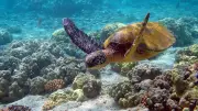 Turtles vs Tortoises: 5 Key Differences in Habitat, Shell & Lifespan