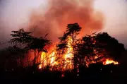 UN Sounds Alarm: Northern Hemisphere Forests Face Unprecedented Threat from Wildfires and Soaring Temperatures