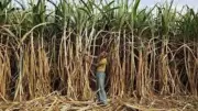 UP Government Announces Historic ₹30 Hike in Sugarcane Price, Farmers Set for Major Boost