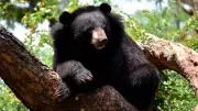 Uttarakhand's Black Bear Crisis: 5 Deaths Spur Emergency Measures