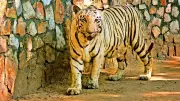 Vadodara Zoo Welcomes White Tigers After 40-Year Wait in Historic Swap