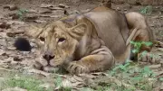 Vadodara's Sayajibaug Zoo Loses Lone Lioness Samriddhi to Cobra Bite