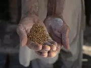 Wheat Crisis Deepens in Khyber Pakhtunkhwa: Governance Failures Exposed