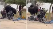 Wild Gaur Charges at Scooty Near Bannerghatta in Bengaluru