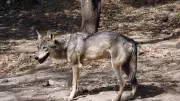 Wolf Attack Claims 5-Year-Old in Bahraich, Reigniting Fear in UP