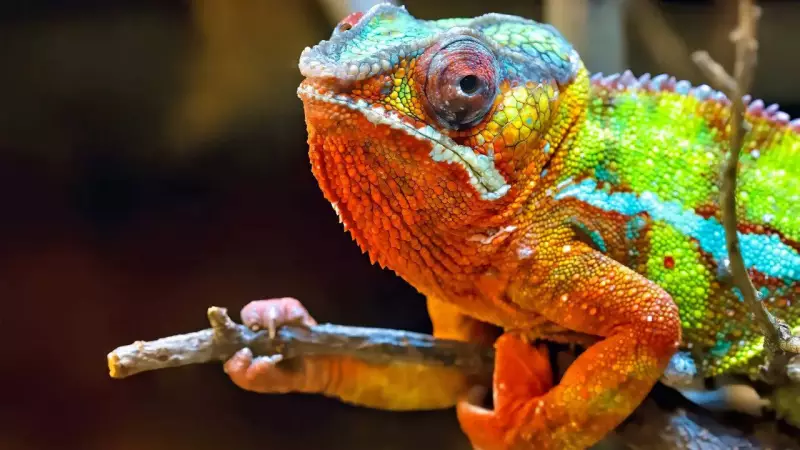 10 Mind-Blowing Chameleon Superpowers That Will Change How You See Nature Forever