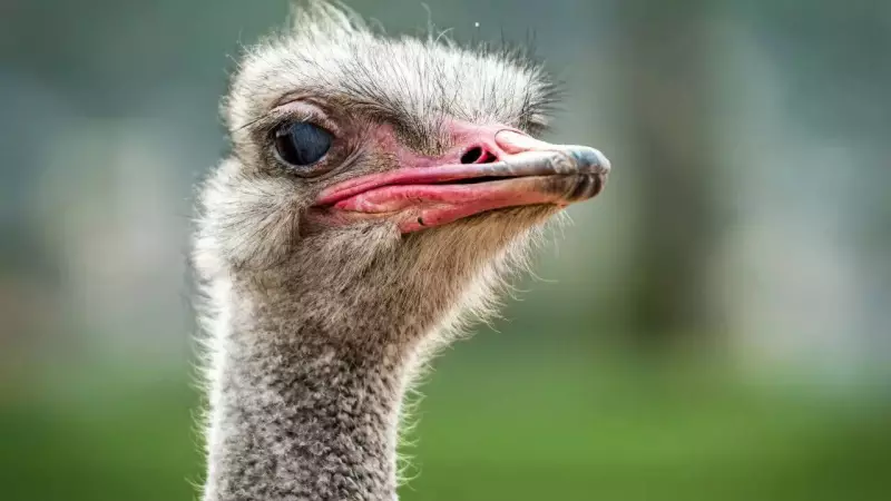 10 Mind-Blowing Ostrich Facts That Will Leave You Speechless!