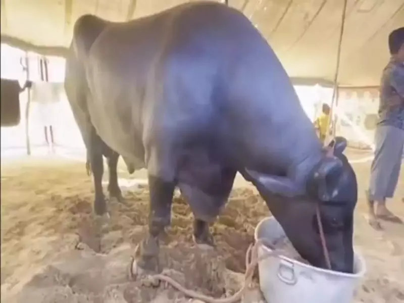 ₹23 Crore Buffalo Sensation! How Anmol Became Pushkar Mela 2025's Record-Breaking Star