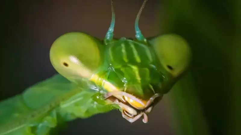 6 Fascinating Reasons Why Everyone Is Obsessed With The Praying Mantis