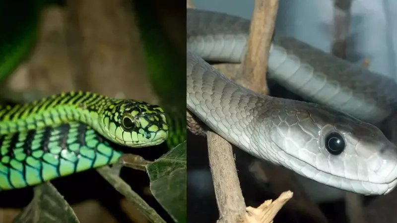 Africa's Deadly Serpent Showdown: Boomslang vs Black Mamba - Which Venom Reigns Supreme?