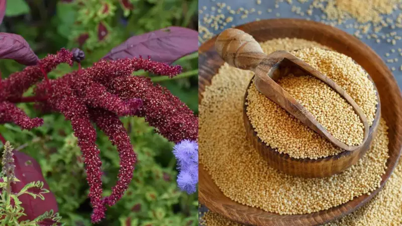 Amaranth Superfood: 5 Powerful Reasons & Easy Ways to Eat Chaulai Daily
