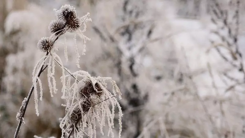 Arctic Invasion: Bitter Cold Grips Multiple US States with Temperatures Plunging Below Freezing