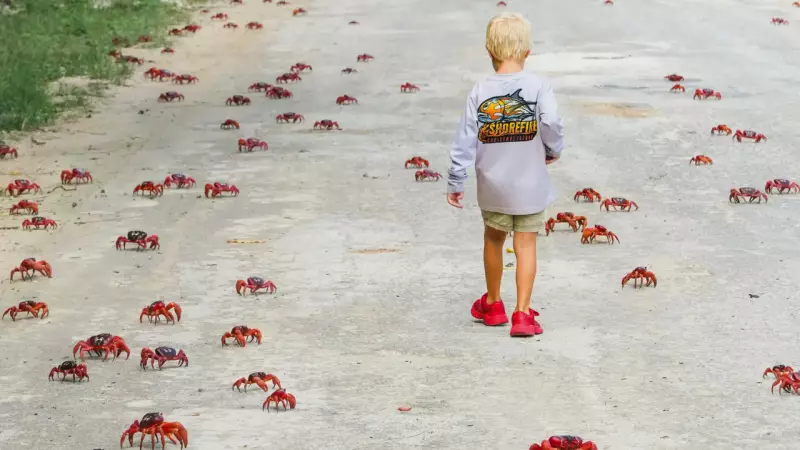 Australia's Christmas Island Turns Blood Red! Millions of Crabs Begin Annual Spectacular Migration