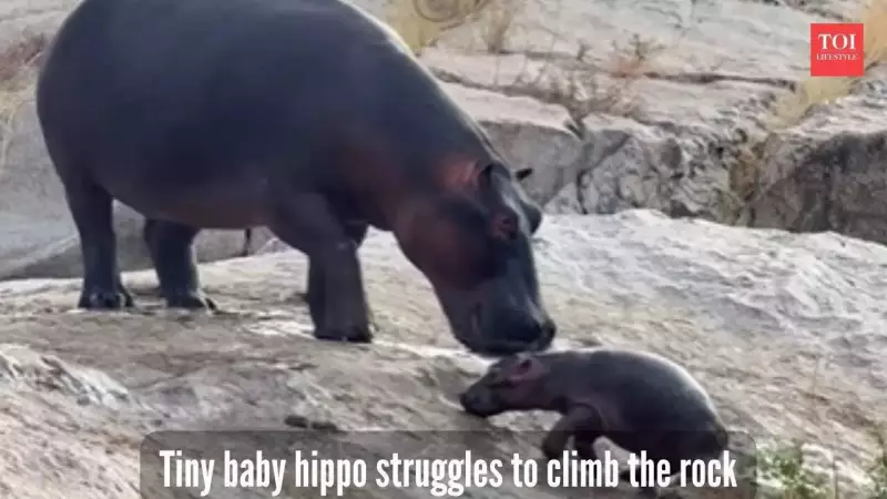 Baby Hippo's Hilarious Rock-Climbing Fail Goes Viral - Watch the Adorable Struggle!