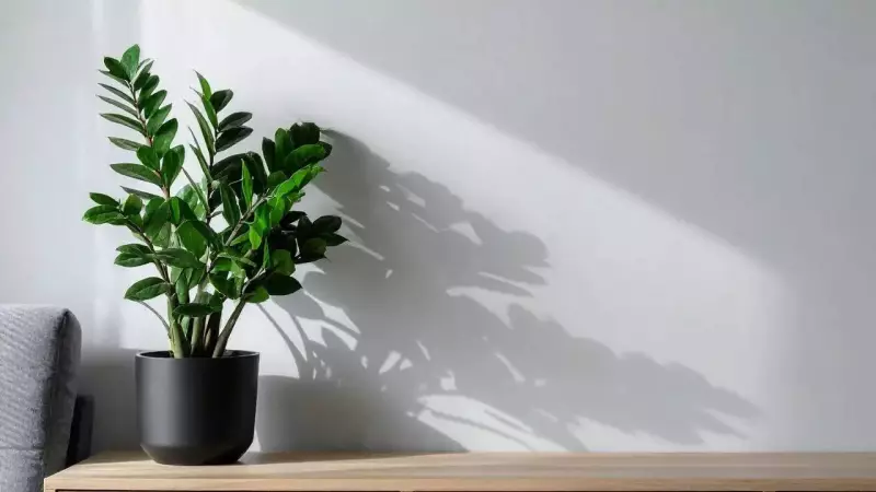 Beat Smog Naturally: Grow a ZZ Plant at Home for Cleaner Air & Easy Care