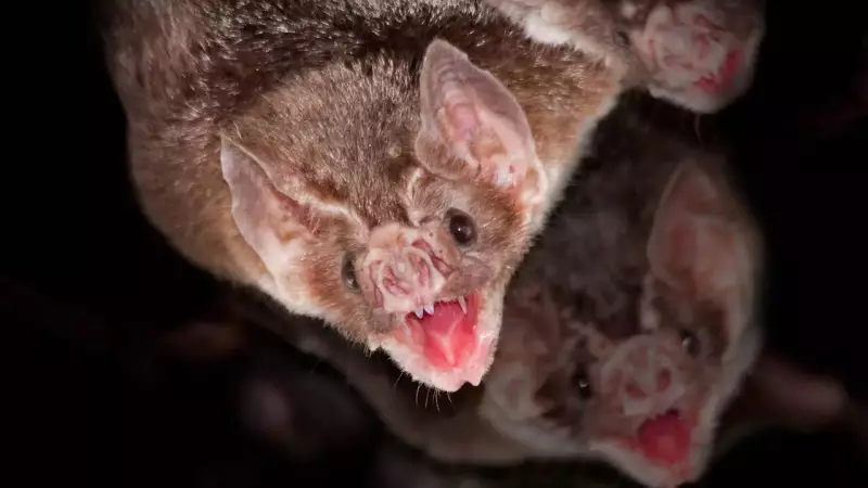 Beyond the Myths: 5 Astonishing Bat Facts That Will Change How You See These Night Flyers