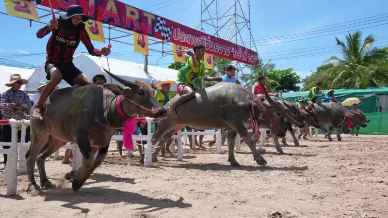 Buffalo Beauty Pageant Goes Viral: Watch These Majestic Animals Strut Their Stuff!