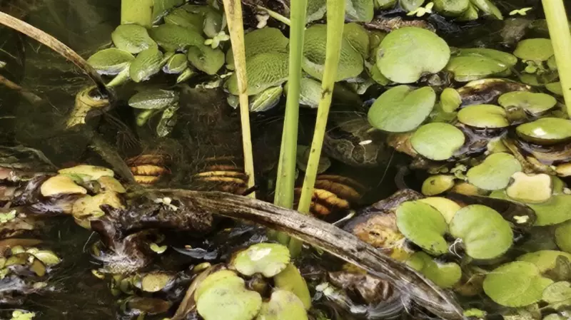 Can You Spot The Hidden Turtle? This Viral Optical Illusion Is Driving The Internet Crazy!