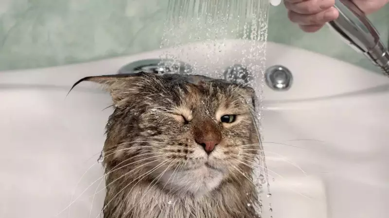 Cat Bathing: 4 Reasons to Skip It & 4 Rare Cases When It's Necessary