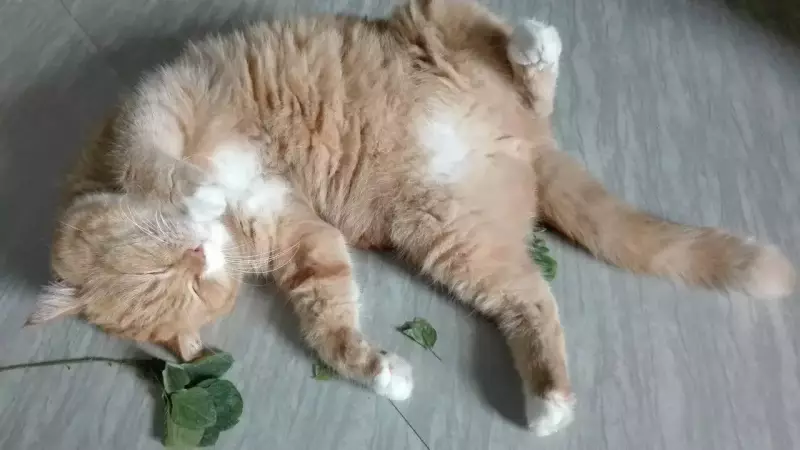 Catnip Secrets Revealed: Why Your Feline Friend Goes Crazy for This Magical Herb