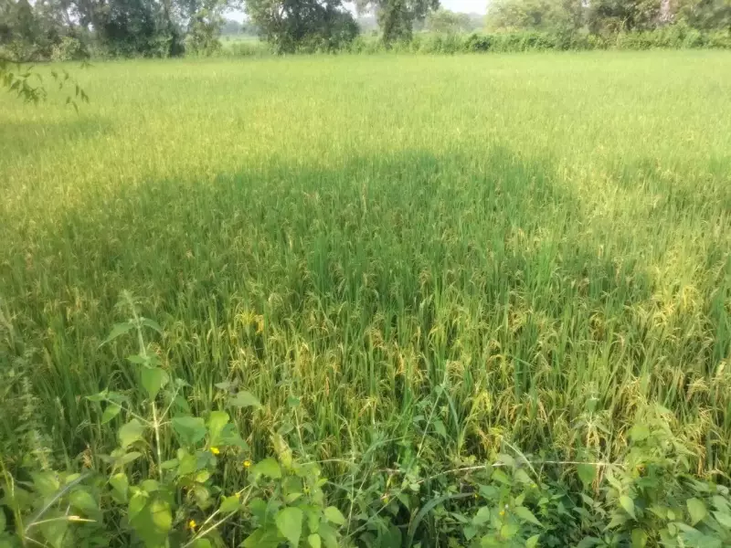 Cyclone Mocha Threatens Paddy Harvest: Ganjam Farmers Face Crop Crisis