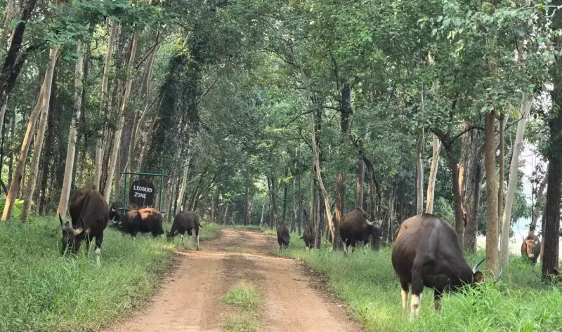 Debrigarh Sanctuary Erects Steel Mesh Wall to Curb Human-Wildlife Conflict | Times of India