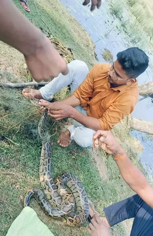Forest Officials Rescue Two Massive Reptiles in Bhitarkanika National Park