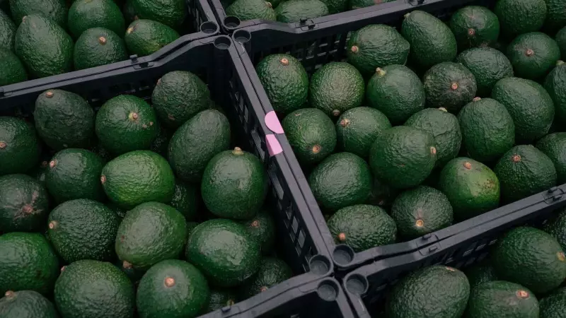 From Coorg to Gurugram: How Avocado Became India's Hottest Food Trend