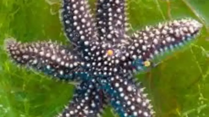 Giant Starfish Species: Meet the Ocean's Most Massive Asteroidea