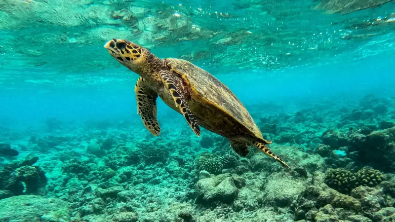 Global Coral Reef Crisis: Scientists Warn of Approaching Tipping Point That Could Trigger Earth System Collapse