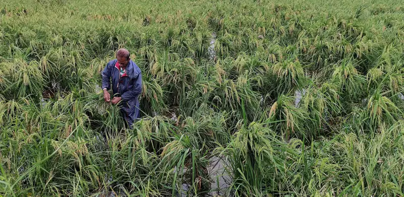 Goa's Paddy Crisis: Unseasonal Rains Threaten Canacona's Rice Harvest, Farmers in Distress