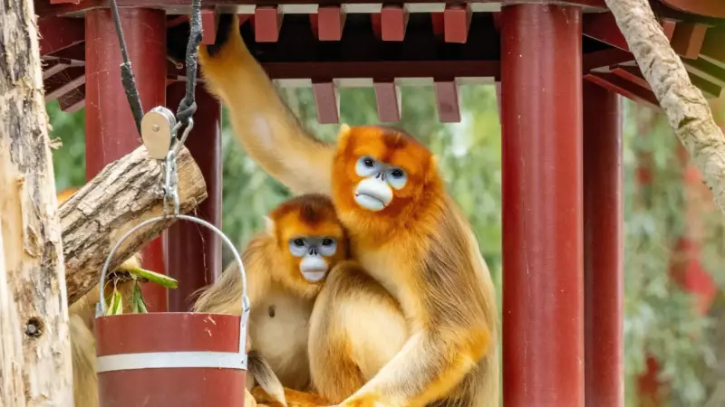 Golden Monkey Diplomacy: China's Furry Envoys Charm European Zoos, Could Replace Panda Diplomacy