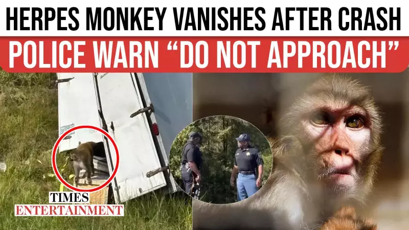 Herpes-Infected Monkey Sparks Panic in Mississippi After Dramatic Escape From Crash Scene