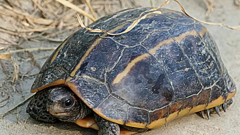 India's 7 Most Endangered Turtles: Race Against Extinction Begins Now!
