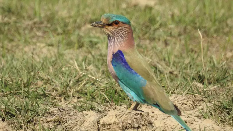 India's Blue Jewel: The Race to Save the Indian Roller from Vanishing Skies
