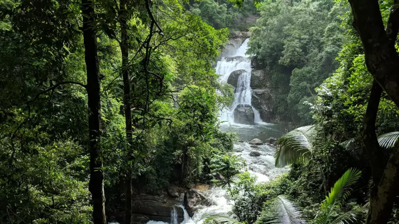 India's Green Revolution: Country Leads Global Forest Growth, Reports FAO