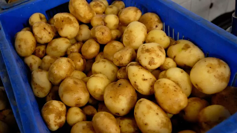 India's Potato Power: Processed Food Exports Surge to Record Highs