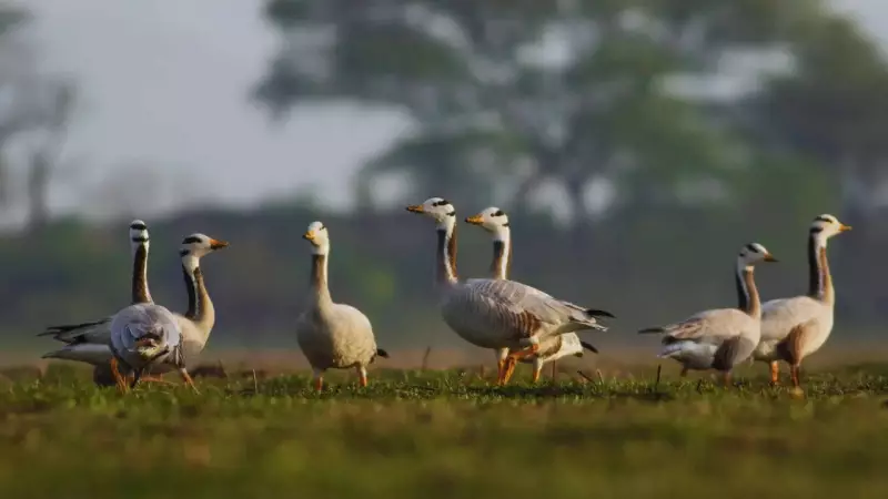 India's Winter Spectacle: 7 Migratory Birds You Must Spot This Season