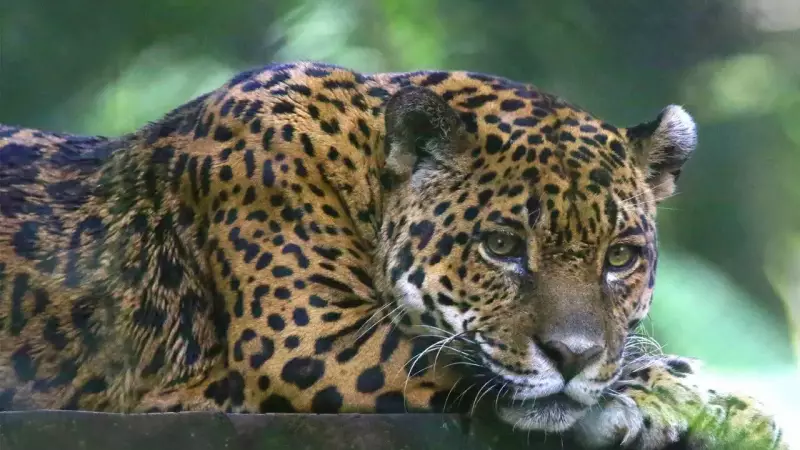 Jaguar Secrets Revealed: 5 Mind-Blowing Facts About Nature's Most Elusive Predator