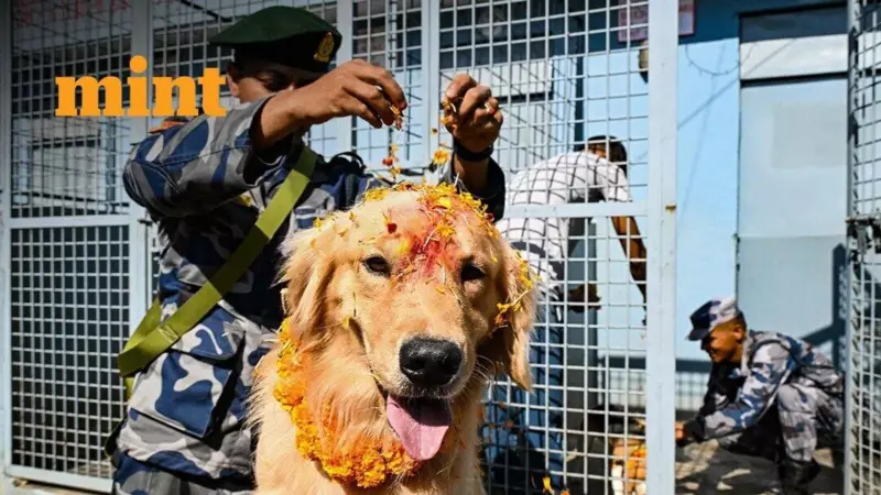 Kukur Tihar 2025: Nepal's Beautiful Festival Where Dogs Are Worshipped With Garlands and Sweets