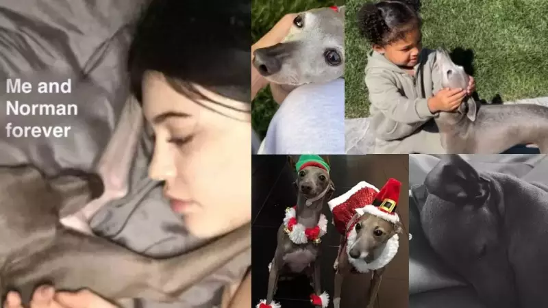 Kylie Jenner Heartbroken: Mourns the Loss of Beloved Dog Norman in Emotional Tribute