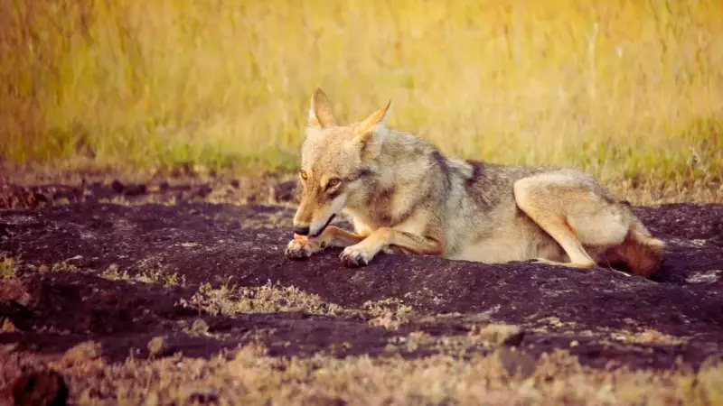 Mahuadanr Wolf Sanctuary: Discover India's ONLY Haven for the Elusive Indian Wolf
