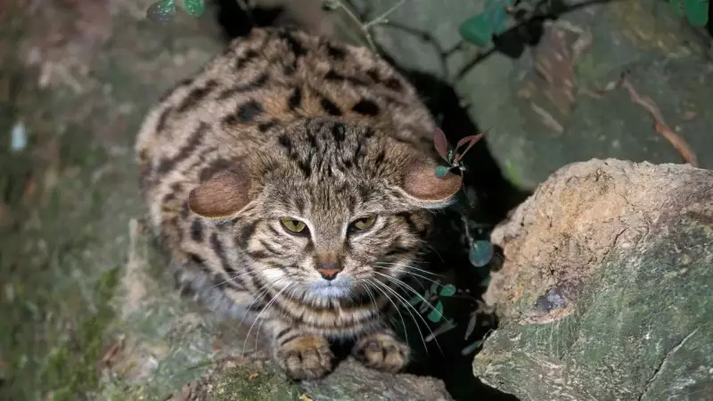 Meet Africa's Deadliest Feline: The Rare Black-Footed Cat That Hunts More Than Lions