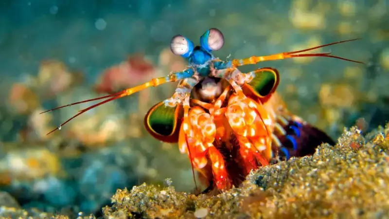Meet The Mike Tyson Of The Sea: The Peacock Mantis Shrimp's Deadly Punch