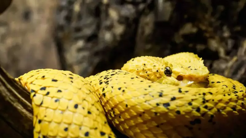 Nature's Golden Wonders: Discover 10 Stunning Yellow Animals That Will Amaze You